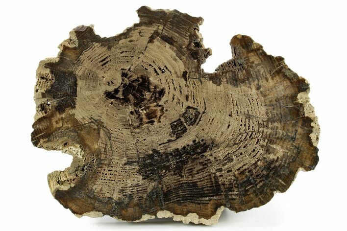 Polished Petrified Wood Slab - McDermitt, Oregon #382212